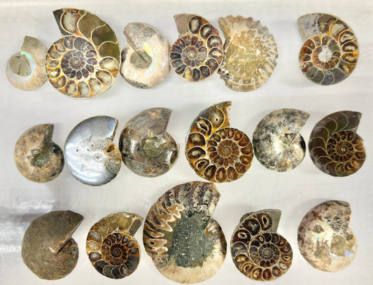 1 lb Natural Ammonite Fossil Healing Energy