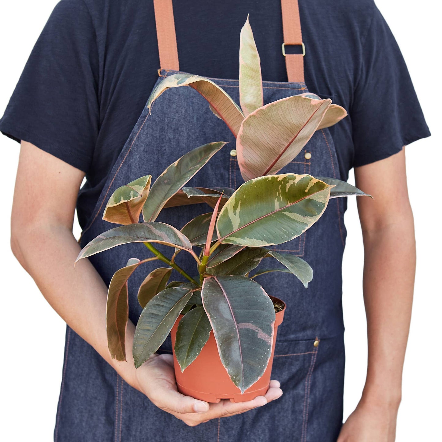 FICUS RUBY PINK 6-inch
