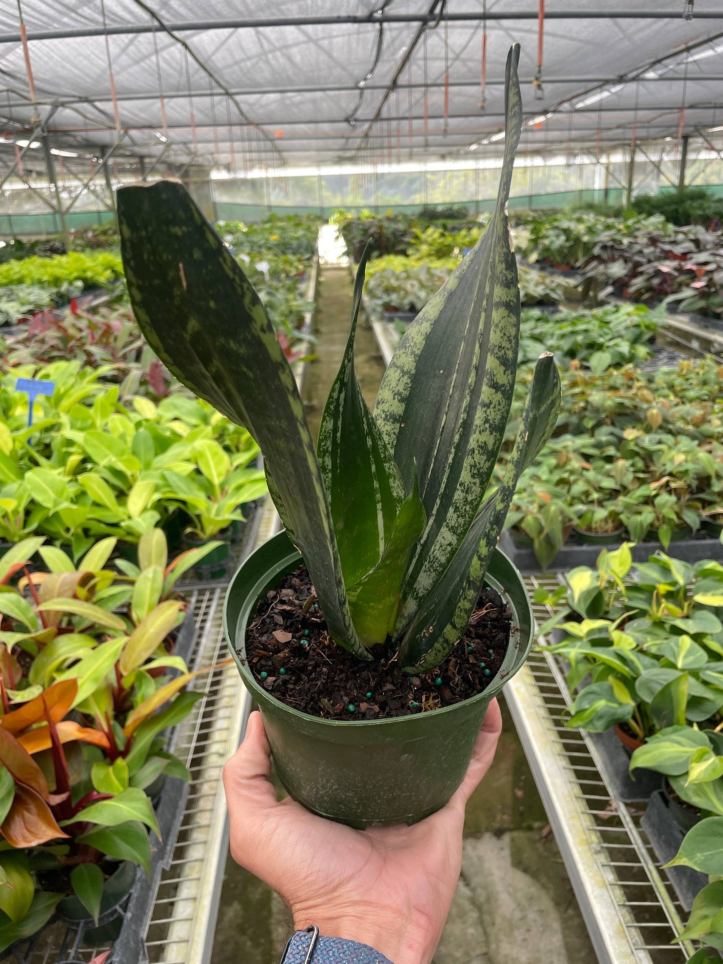 Snake Plant 'Whitney' - 6" Pot