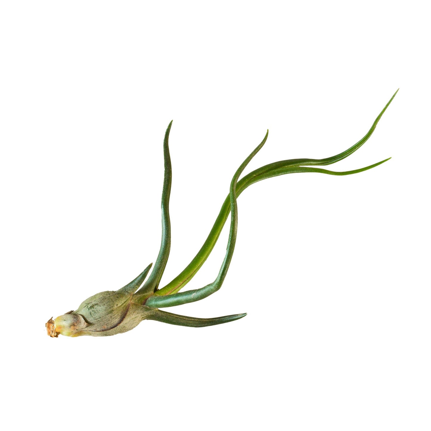 AIR PLANT BULBOSA