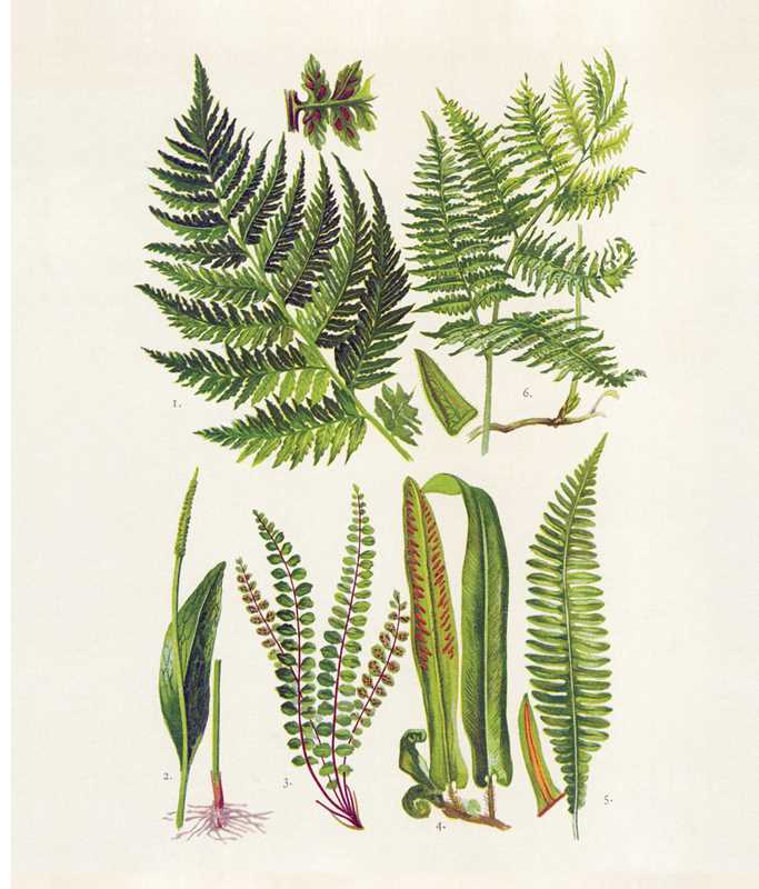 Instant Wall Art: Beautiful Botanical Prints by Adams Media: Paperback; 96 pages / English