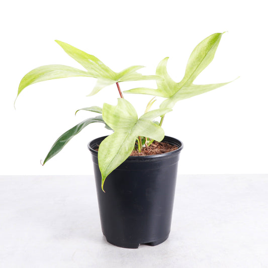 Florida Ghost Philodendron - 5.5" Live Plant - Rare Species