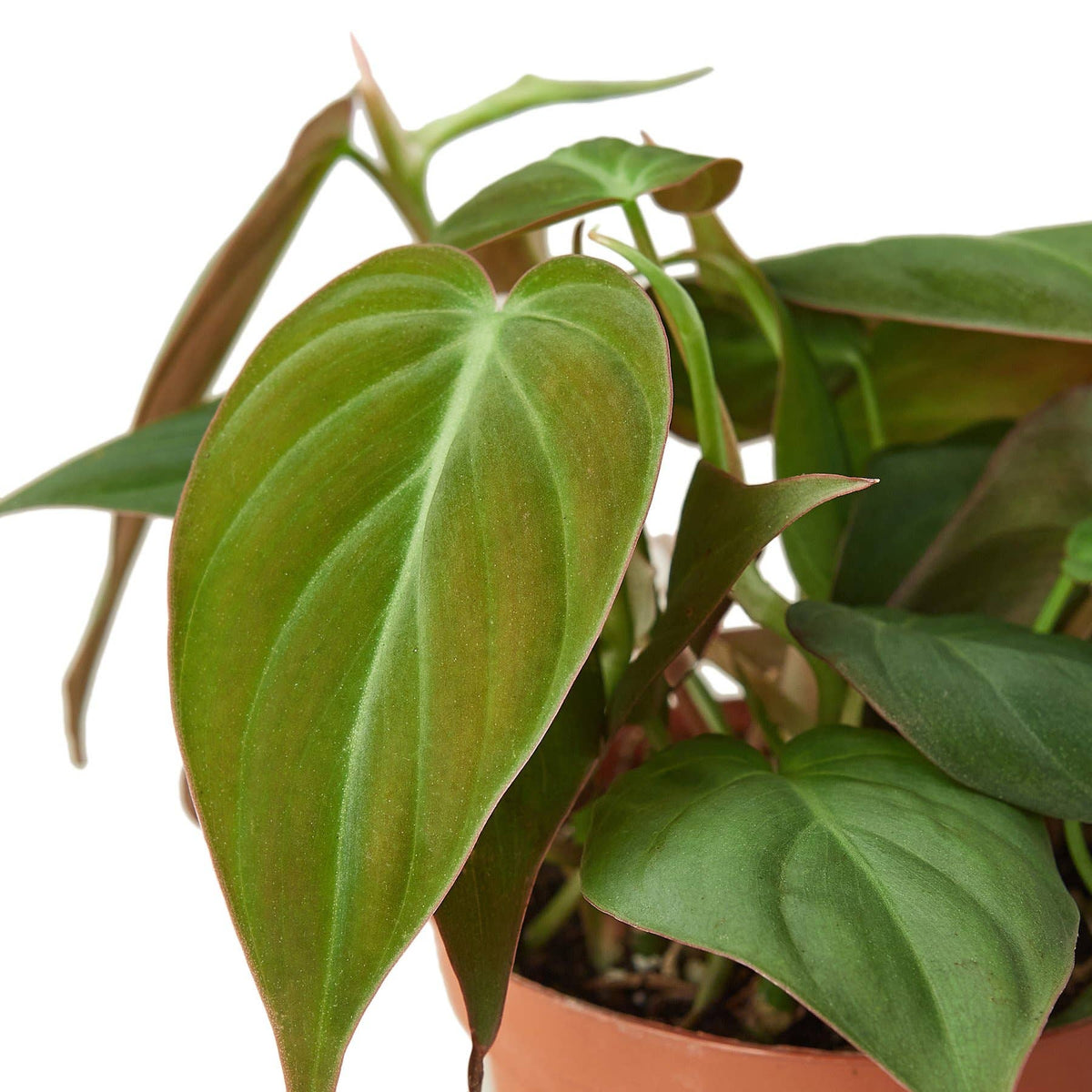 PHILODENDRON VELVET 3-inch