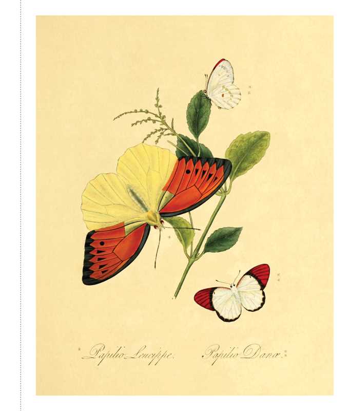 Instant Wall Art - Butterfly Botanical Prints by Adams Media: Paperback; 96 pages / English