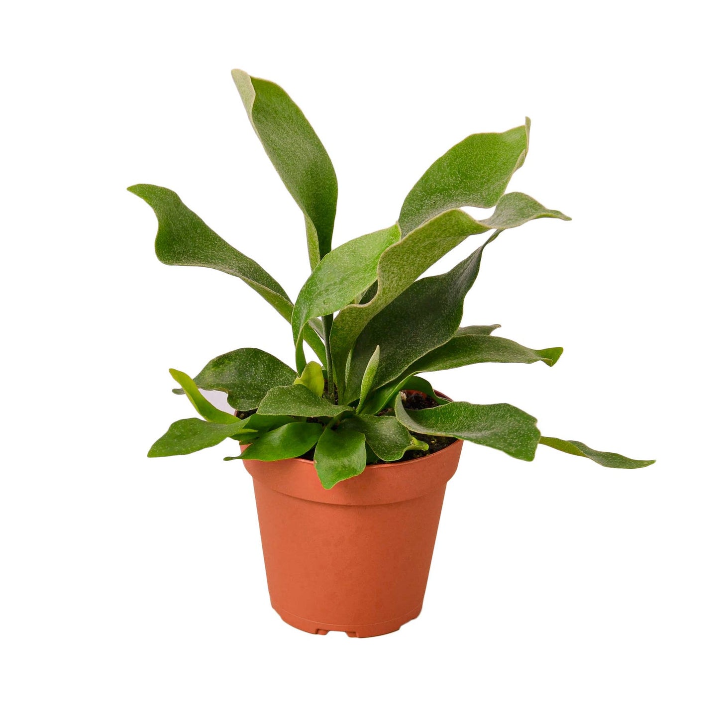 FERN STAGHORN 4-inch