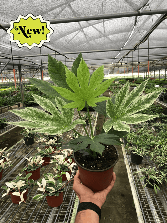 Fatsia 'Spiders Web' - 6" Pot