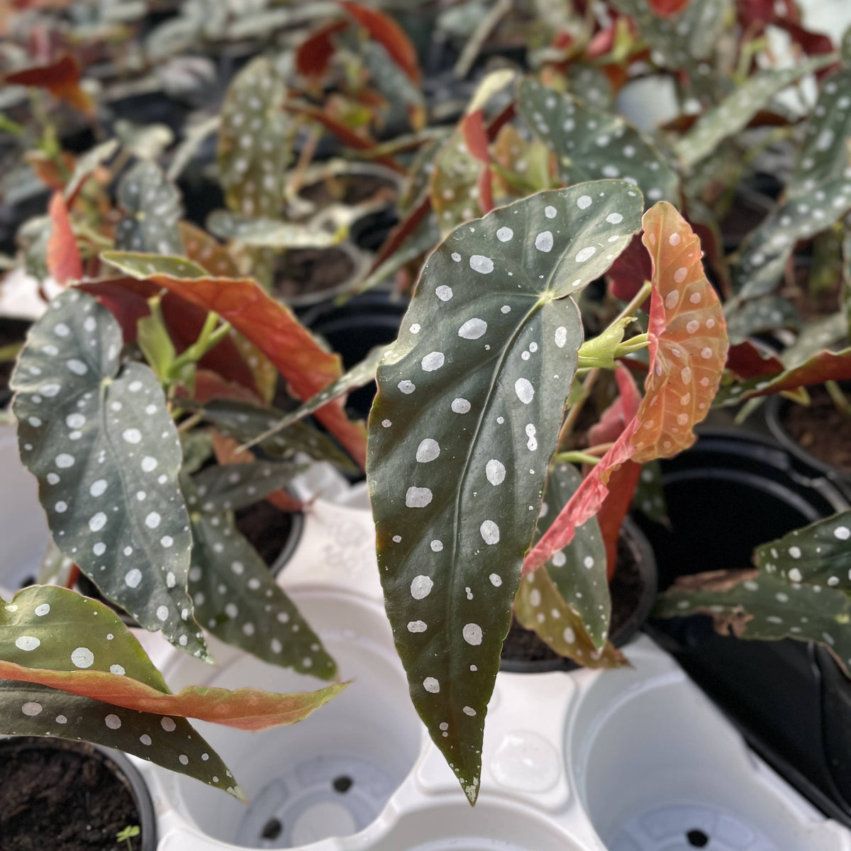 Begonia Maculata - Polka Dot Plant - 4" Live Plant