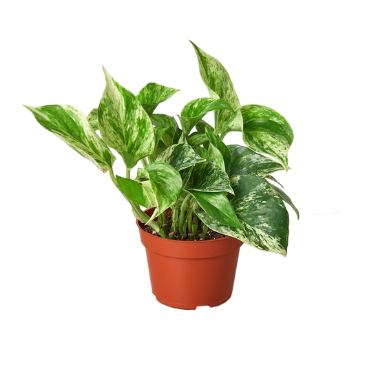 POTHOS MARBLE QUEEN 4-inch