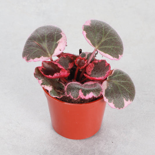 Variegated Strawberry Begonia - Pet Safe Live Plant: 2" Pot