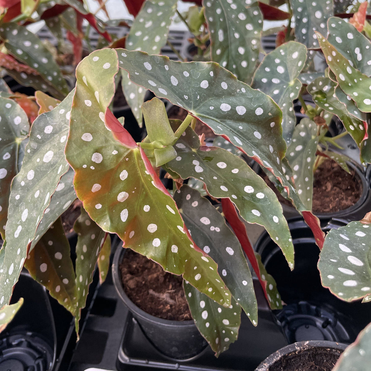 Begonia Maculata - Polka Dot Plant - 4" Live Plant