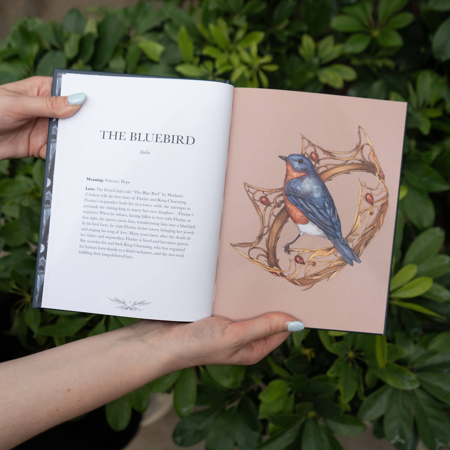Ornithography by Jessica  Roux: Hardcover; 224 pages / English