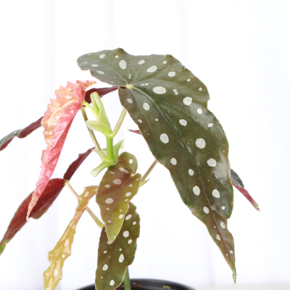 Begonia Maculata - Polka Dot Plant - 4" Live Plant