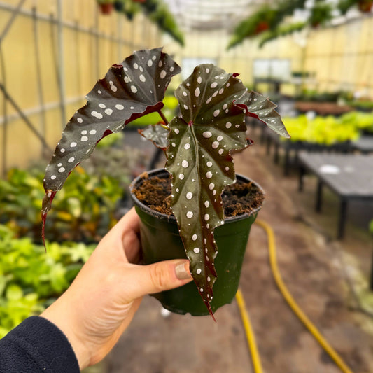 Begonia Maculata - Polka Dot Plant - 4" Live Plant