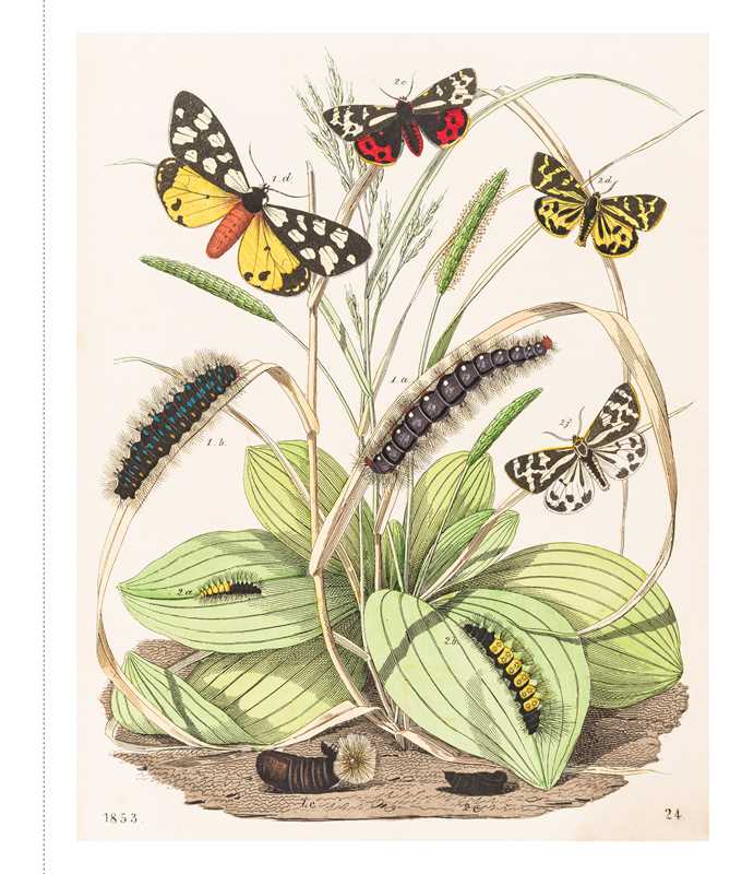 Instant Wall Art - Butterfly Botanical Prints by Adams Media: Paperback; 96 pages / English