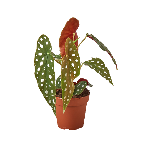 Begonia Maculata 6-inch
