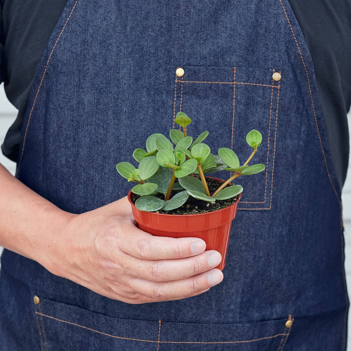 Peperomia 'Hope': 4" Pot