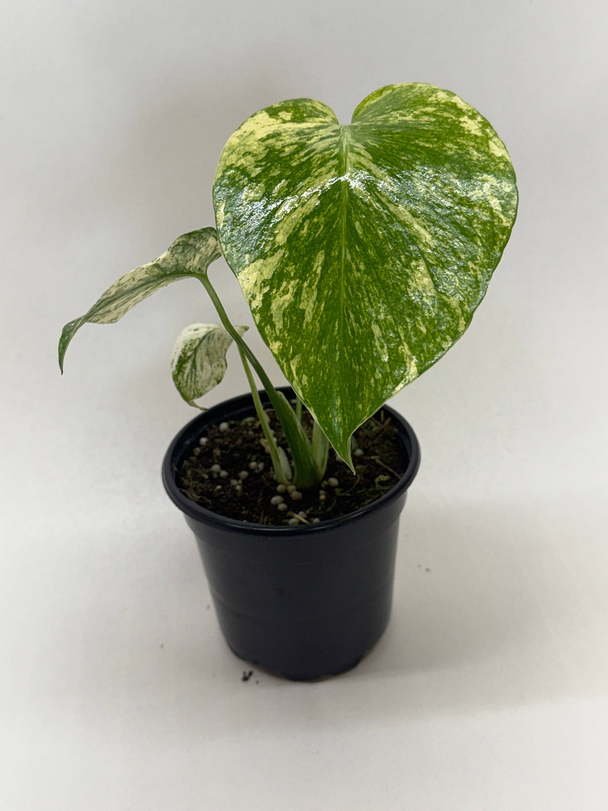 Monstera 'Mint' - 4" Pot: 4" Pot
