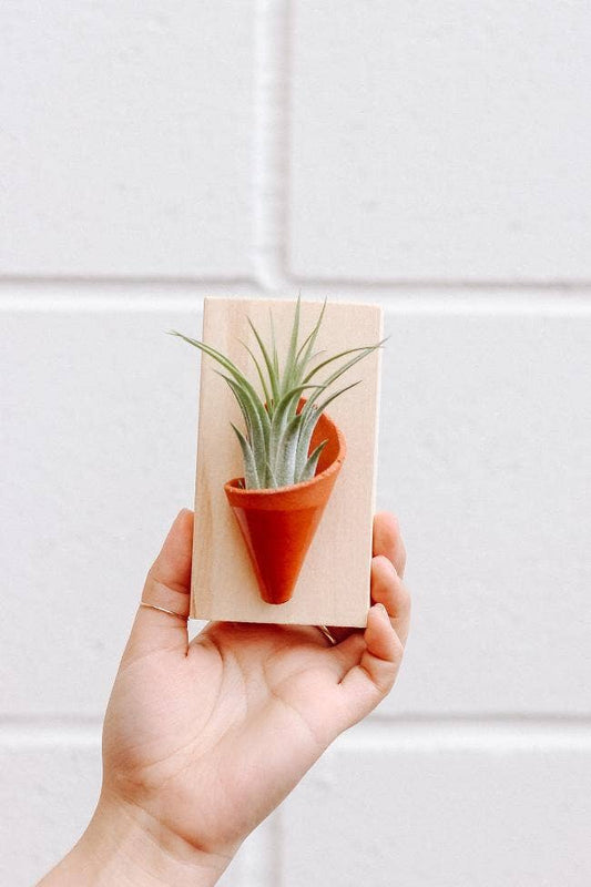 Ceramic Wall Planter - Tiny: Blush / With Plant