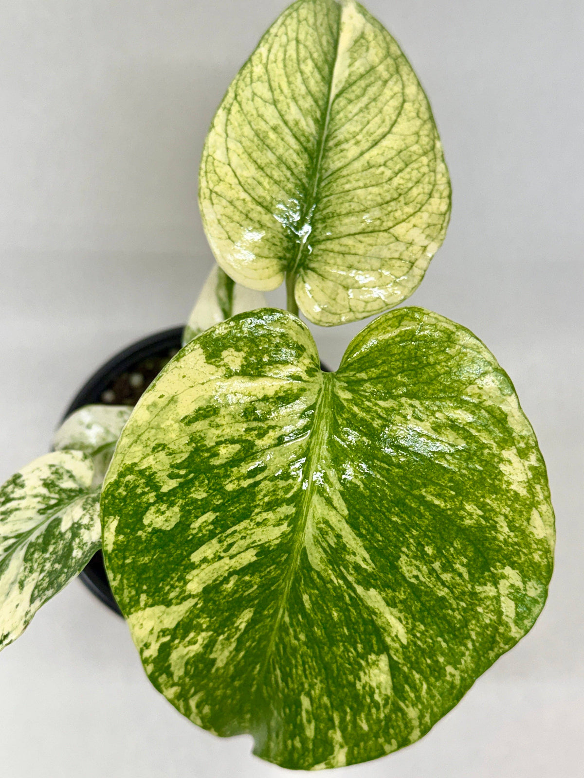 Monstera 'Mint' - 4" Pot: 4" Pot