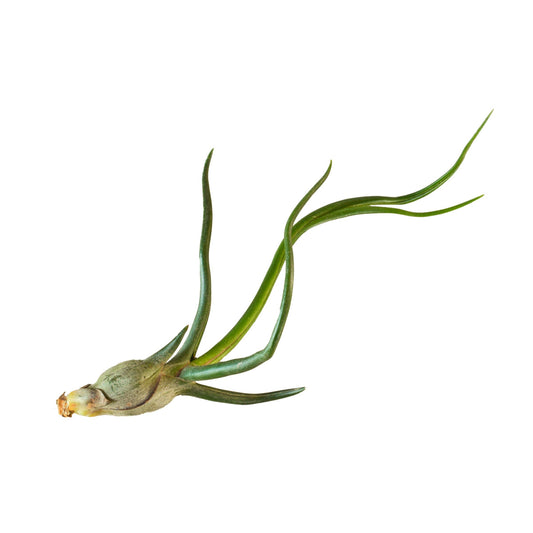 AIR PLANT BULBOSA
