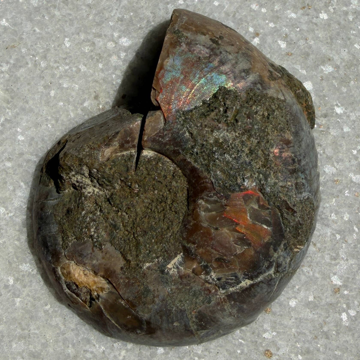 1 lb Natural Ammonite Fossil Healing Energy