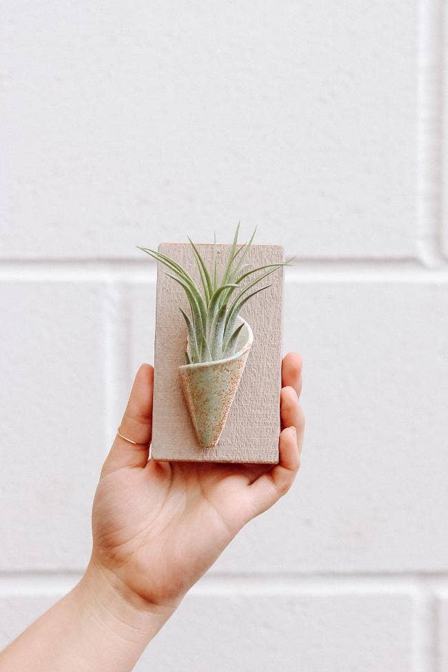 Ceramic Wall Planter - Tiny: Blush / With Plant