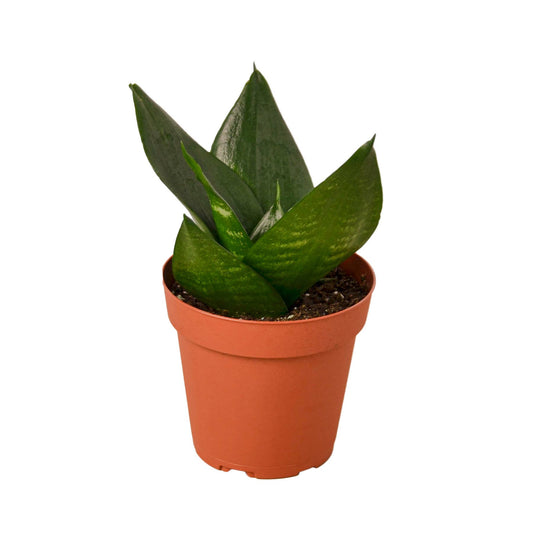 SNAKE JADE STAR 4-inch