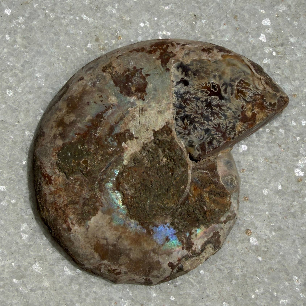 1 lb Natural Ammonite Fossil Healing Energy