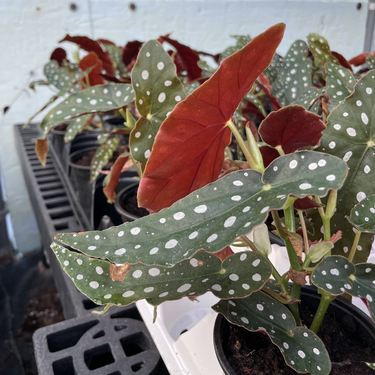 Begonia Maculata - Polka Dot Plant - 4" Live Plant