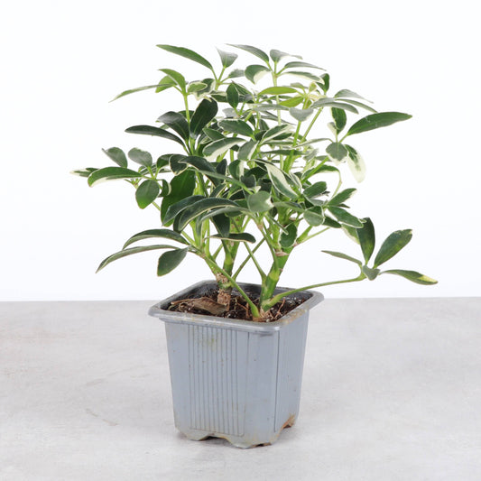 Variegated Schefflera Arboricola -  Live Plant: 3" Pot