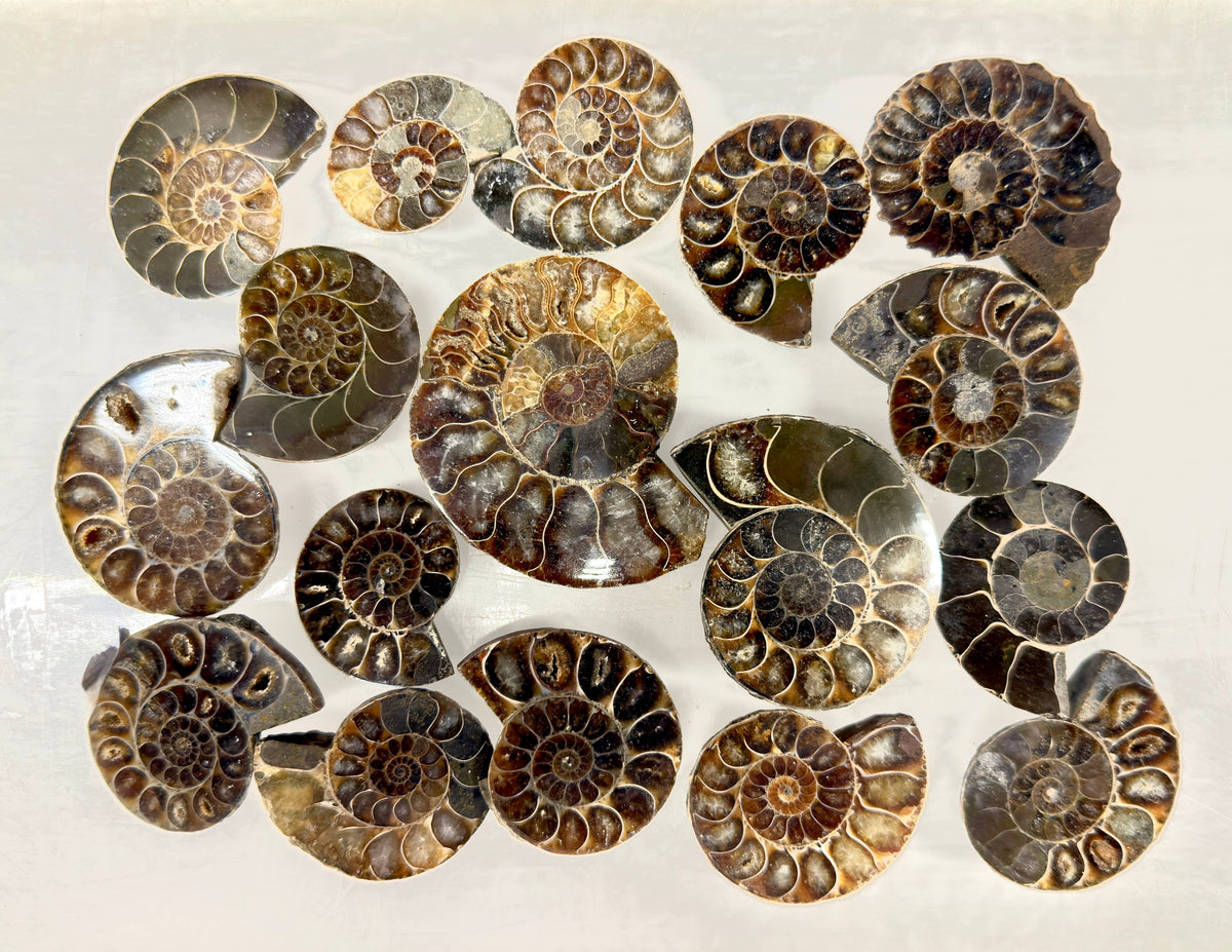 1 lb Natural Ammonite Fossil Healing Energy