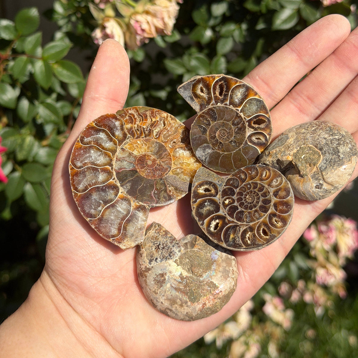 1 lb Natural Ammonite Fossil Healing Energy