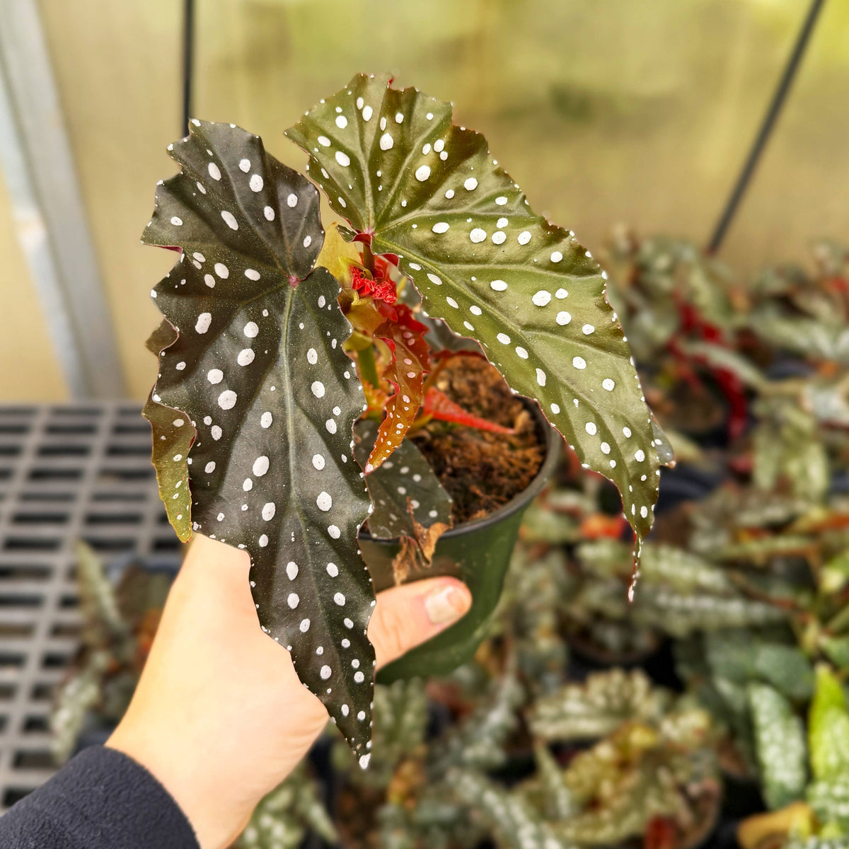 Begonia Maculata - Polka Dot Plant - 4" Live Plant