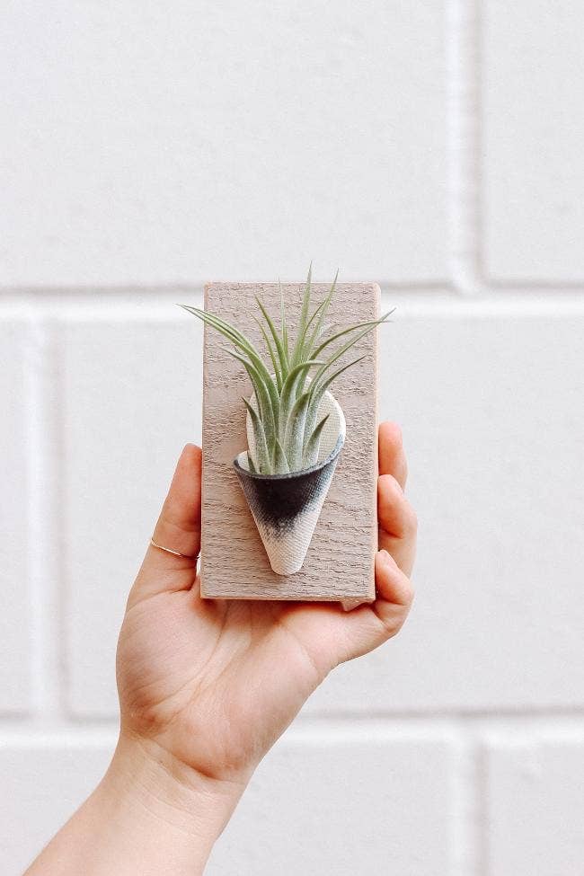 Ceramic Wall Planter - Tiny: Ivory / With Plant