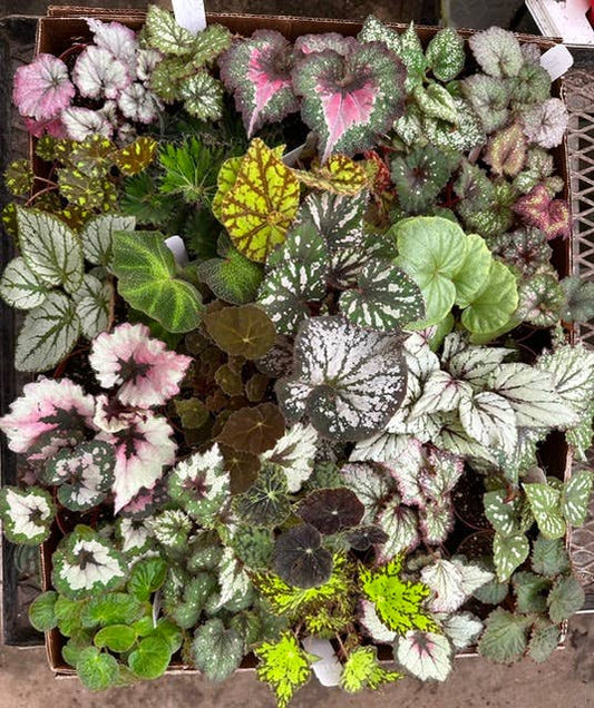 4" Potted Begonia Assortment