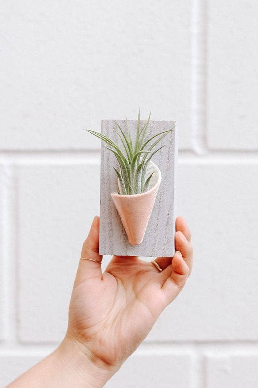 Ceramic Wall Planter - Tiny: Blush / With Plant