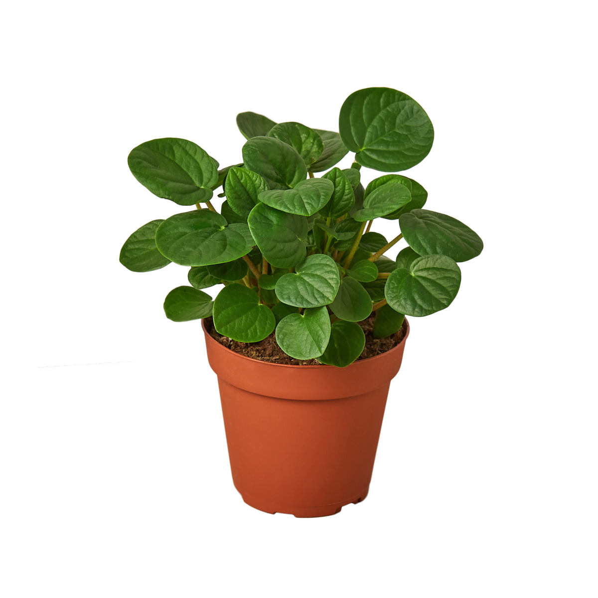 PEPEROMIA RANA VERDE 4-inch