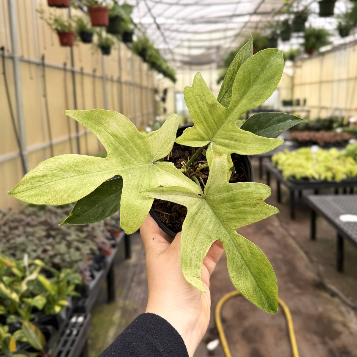 Florida Ghost Philodendron - 5.5" Live Plant - Rare Species