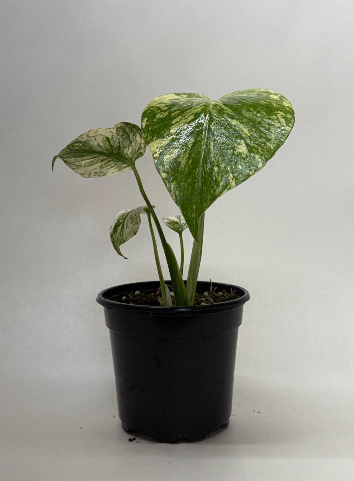 Monstera 'Mint' - 4" Pot: 4" Pot