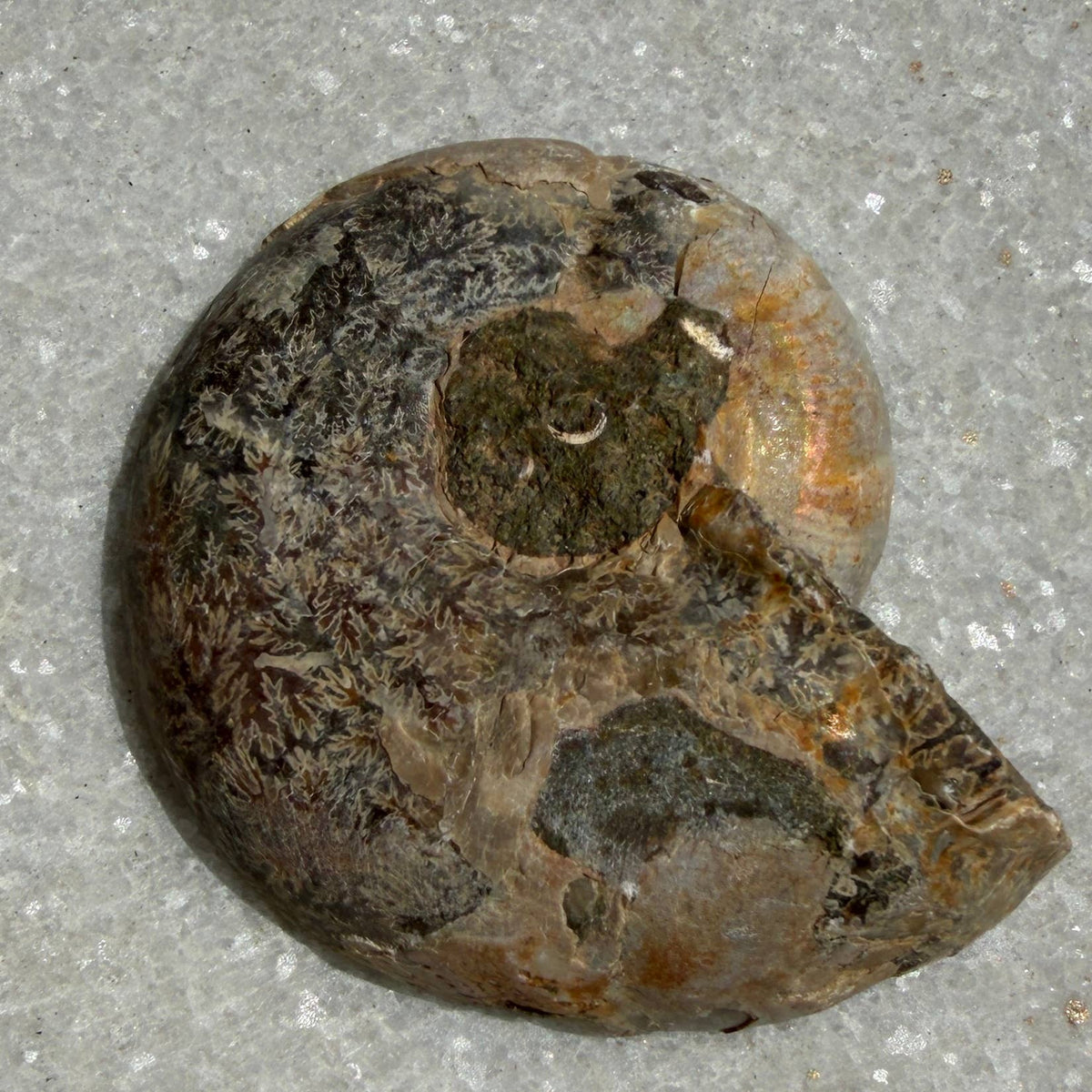 1 lb Natural Ammonite Fossil Healing Energy