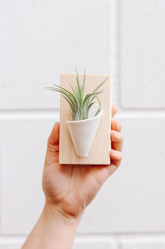Ceramic Wall Planter - Tiny: Ivory / With Plant