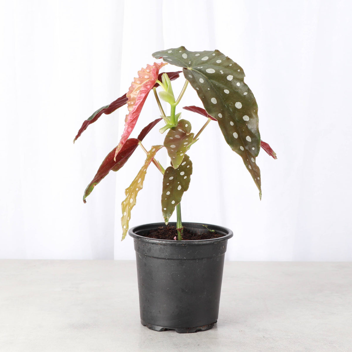 Begonia Maculata - Polka Dot Plant - 4" Live Plant