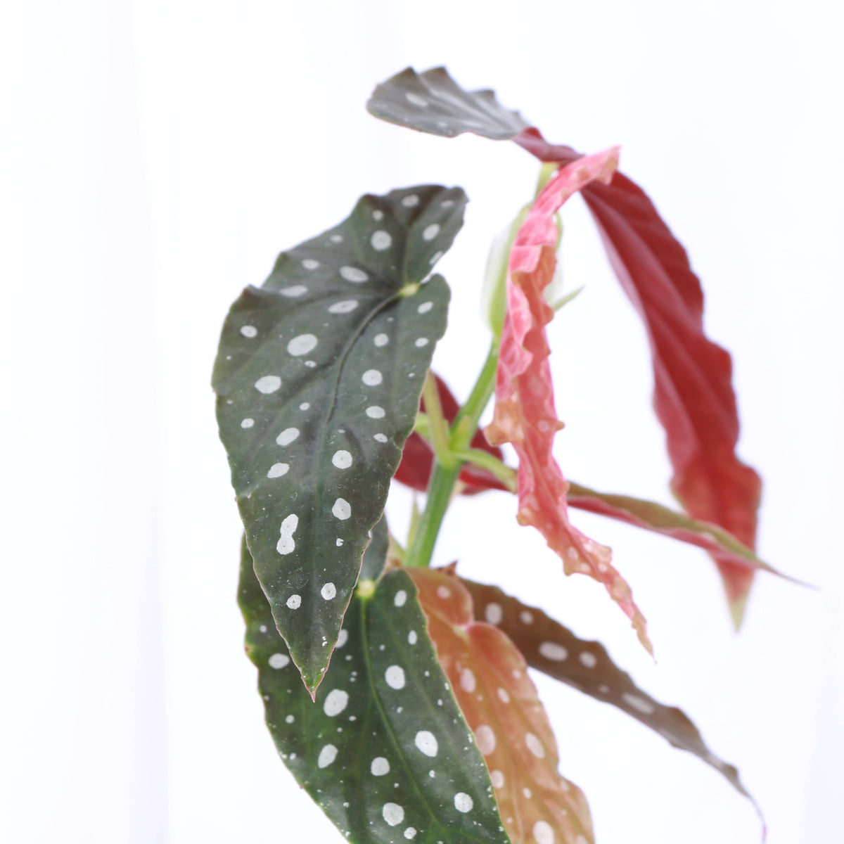 Begonia Maculata - Polka Dot Plant - 4" Live Plant