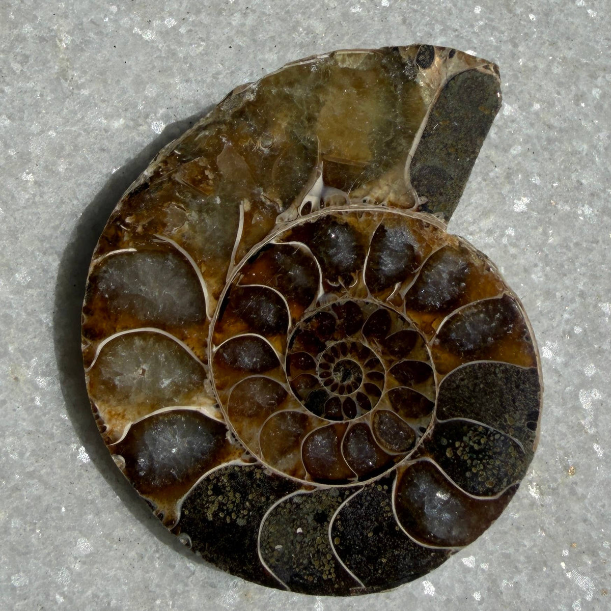 1 lb Natural Ammonite Fossil Healing Energy
