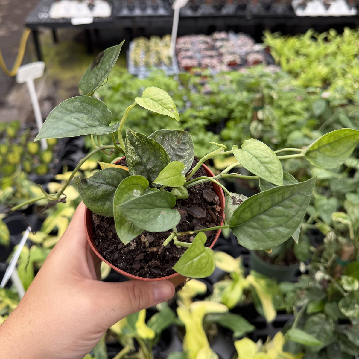 Cebu Blue Ghost Pothos - 4" Live Rare Plant