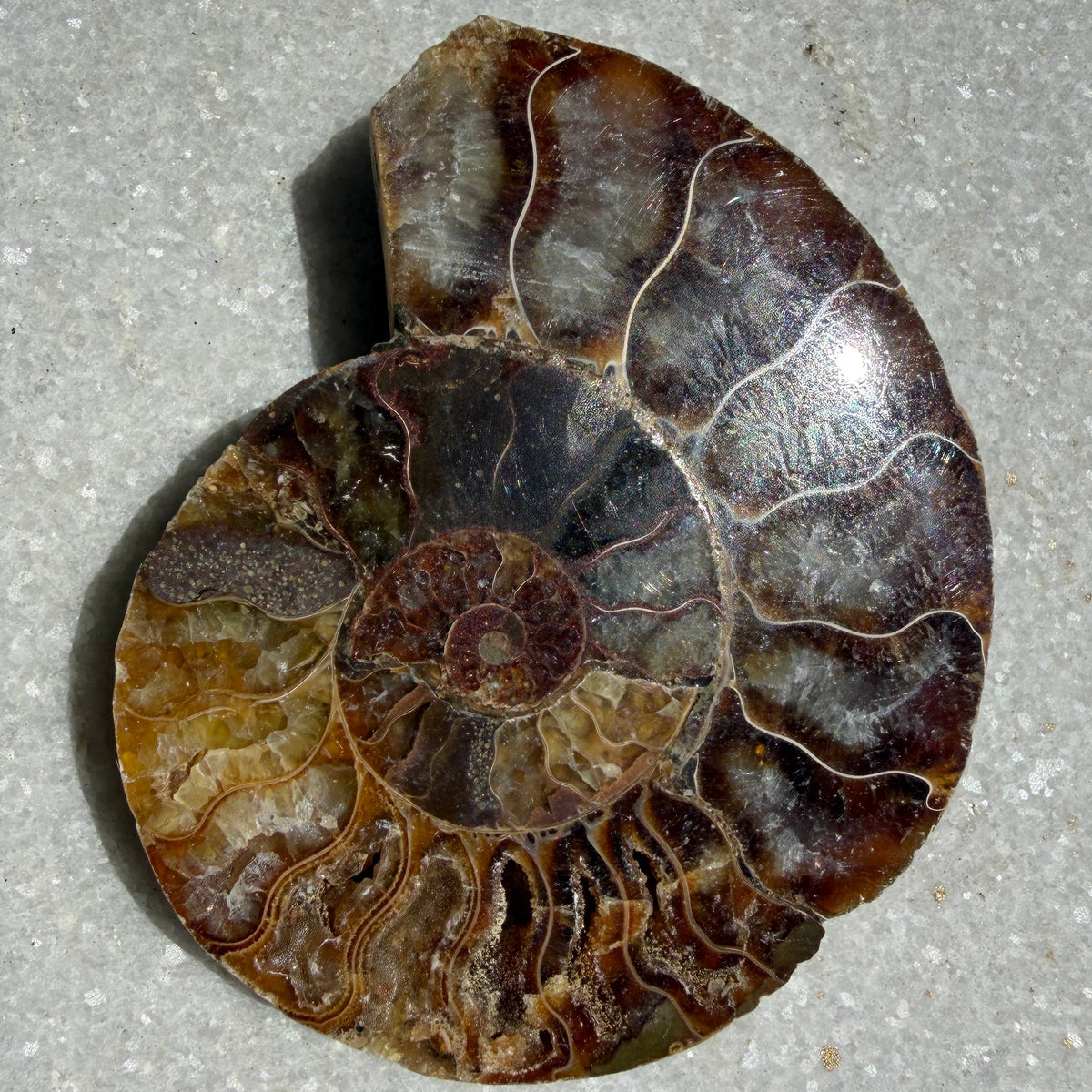 1 lb Natural Ammonite Fossil Healing Energy