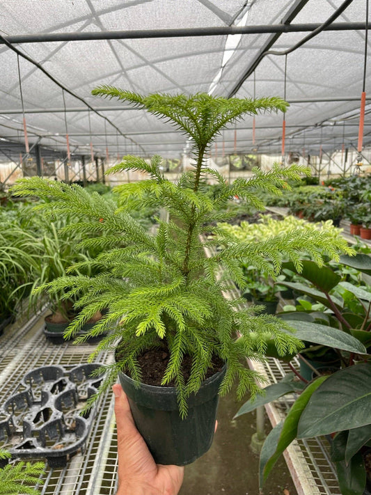 Norfolk 'Island Pine' 6-inch