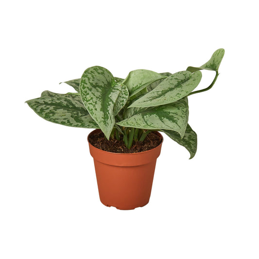POTHOS SILVER SPLASH 4-inch