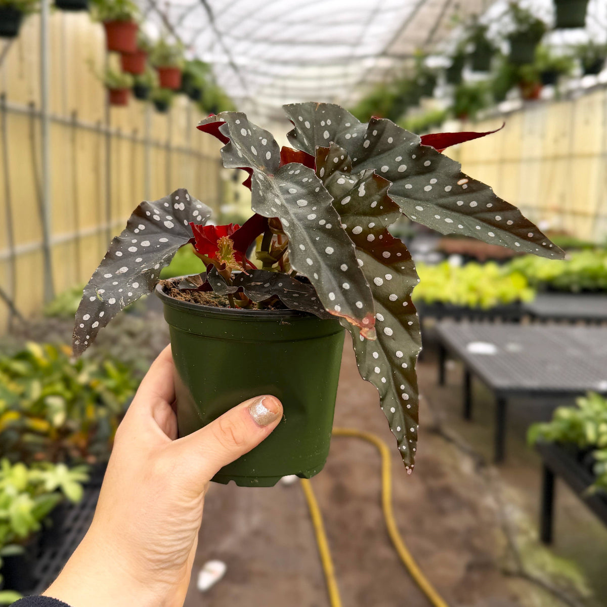 Begonia Maculata - Polka Dot Plant - 4" Live Plant