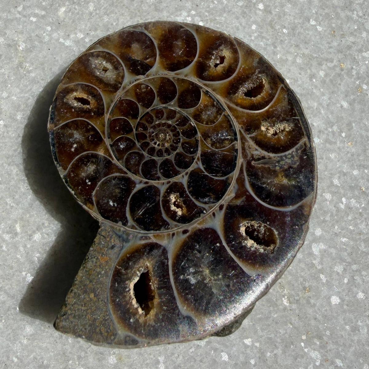 1 lb Natural Ammonite Fossil Healing Energy